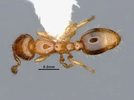 Solenopsis azteca - CASENT0884409
