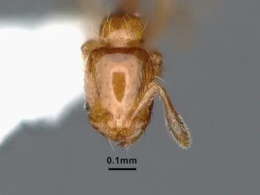 Solenopsis azteca - CASENT0884409