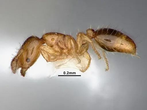 Solenopsis azteca - CASENT0884409