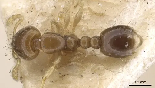 Solenopsis azteca - CASENT0902343