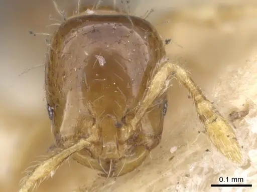 Solenopsis azteca - CASENT0902343