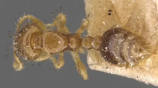 Solenopsis azteca - CASENT0908813