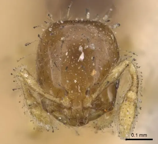 Solenopsis azteca - CASENT0908813