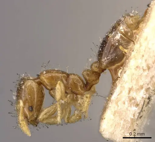 Solenopsis azteca - CASENT0908813