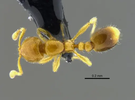 Solenopsis azteca - CBUMAGENT42012