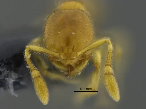 Solenopsis azteca - CBUMAGENT42012