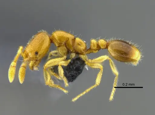 Solenopsis azteca - CBUMAGENT42012