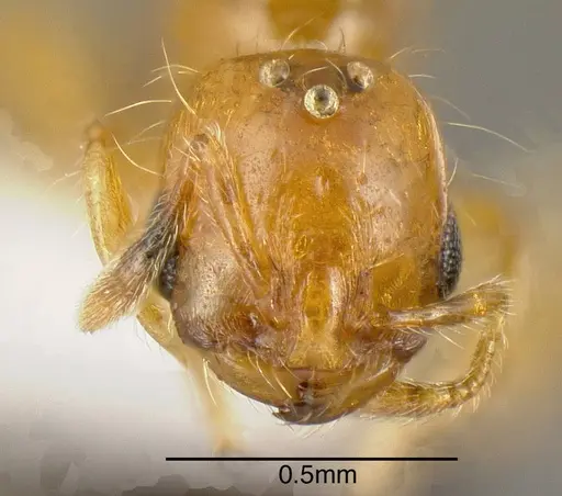 Solenopsis azteca - INBIOCRI001253986