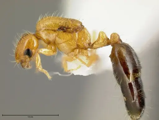 Solenopsis azteca - INBIOCRI001253986