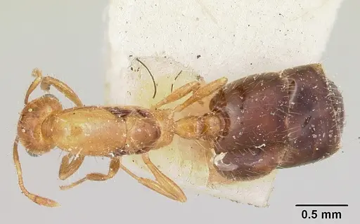Solenopsis basalis specimen
