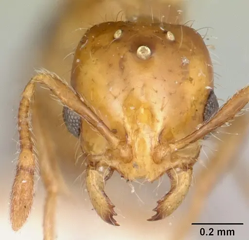 Solenopsis basalis specimen