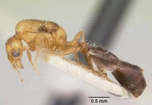 Solenopsis basalis specimen