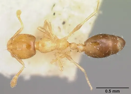 Solenopsis basalis - CASENT0104999