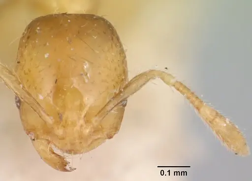 Solenopsis basalis - CASENT0104999