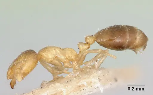 Solenopsis basalis - CASENT0104999