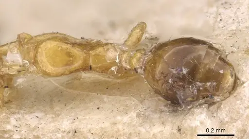 Solenopsis basalis - CASENT0908814