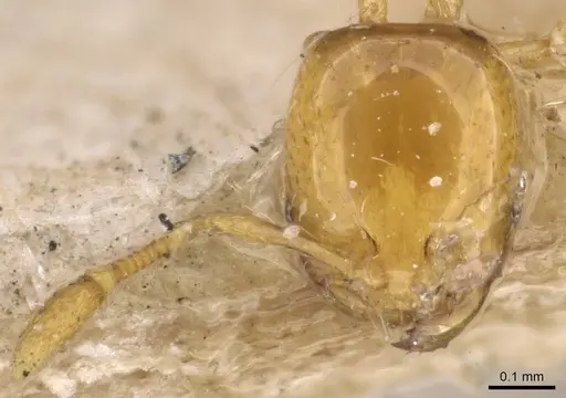 Solenopsis basalis - CASENT0908814