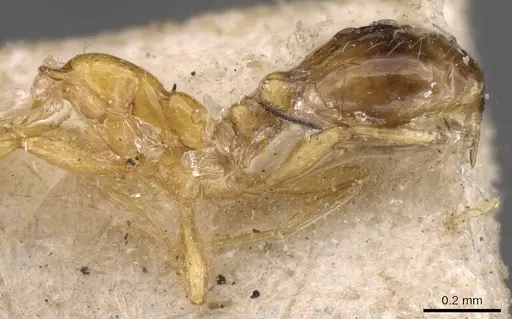 Solenopsis basalis - CASENT0908814