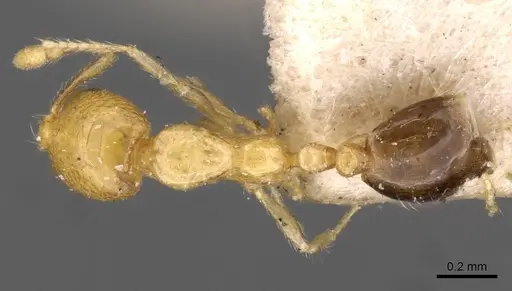 Solenopsis basalis - CASENT0908816