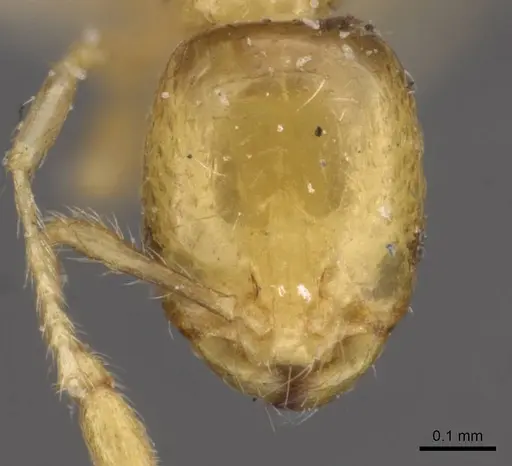 Solenopsis basalis - CASENT0908816