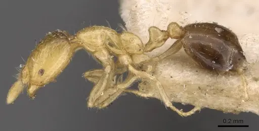 Solenopsis basalis - CASENT0908816