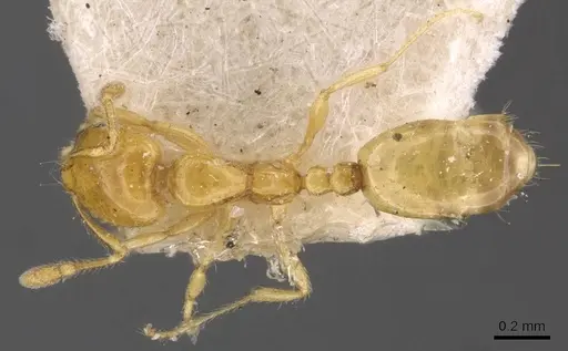 Solenopsis basalis - CASENT0908817