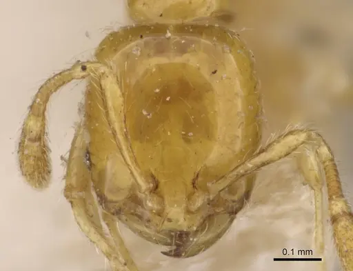 Solenopsis basalis - CASENT0908817