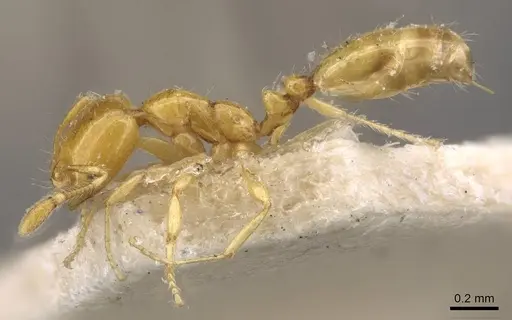 Solenopsis basalis - CASENT0908817