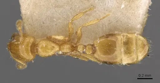 Solenopsis basalis - CASENT0908818