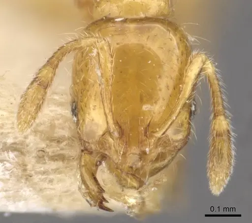 Solenopsis basalis - CASENT0908818