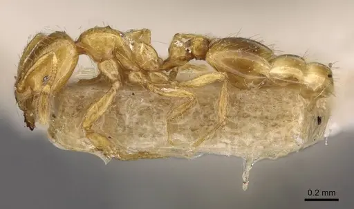 Solenopsis basalis - CASENT0908818