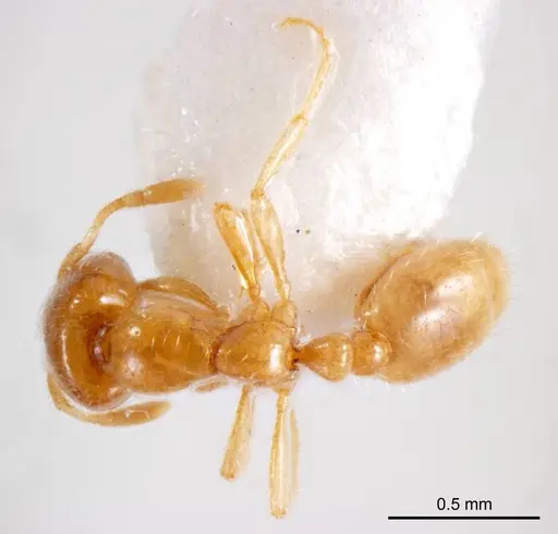 Solenopsis belisarius specimen