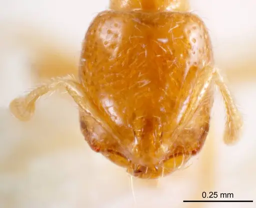 Solenopsis belisarius specimen