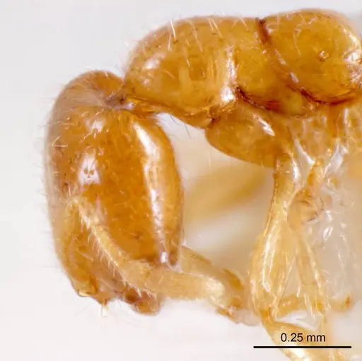 Solenopsis belisarius specimen