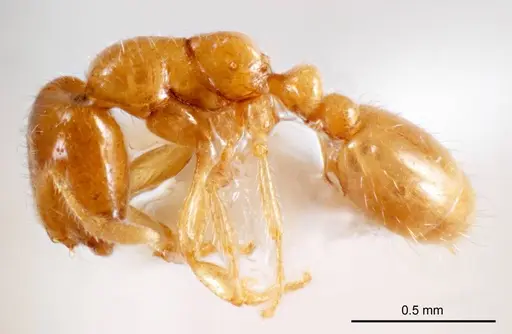 Solenopsis belisarius - ANTWEB1008716