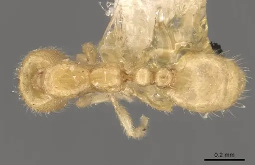 Solenopsis belisarius - CASENT0908874