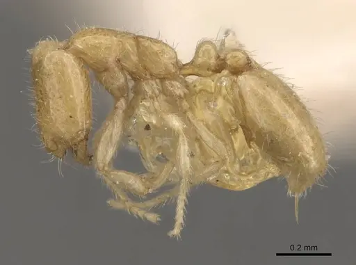 Solenopsis belisarius - CASENT0908874