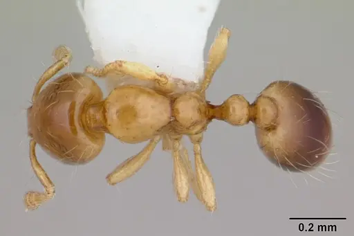 Solenopsis brevicornis specimen
