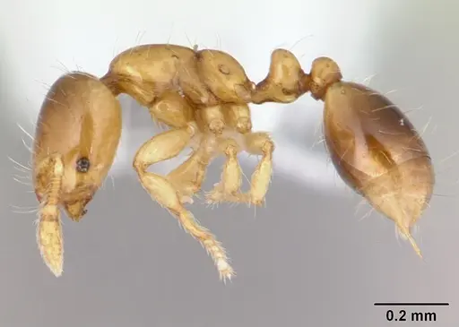 Solenopsis brevicornis specimen