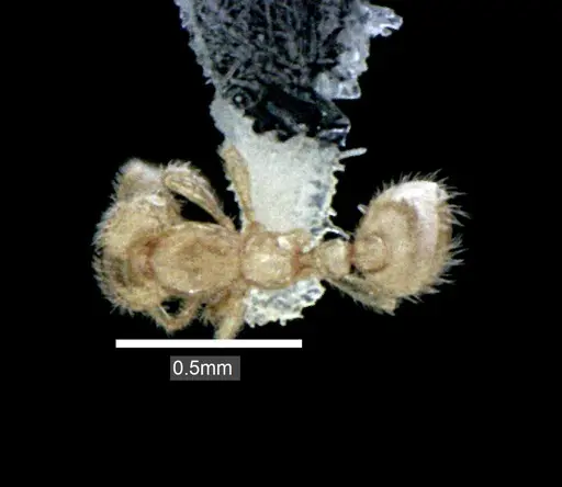 Solenopsis carolinensis specimen