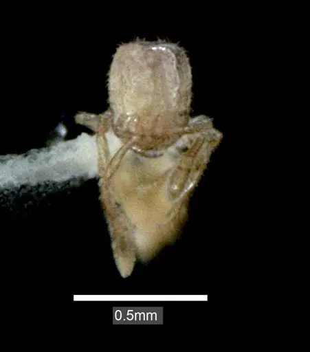 Solenopsis carolinensis specimen