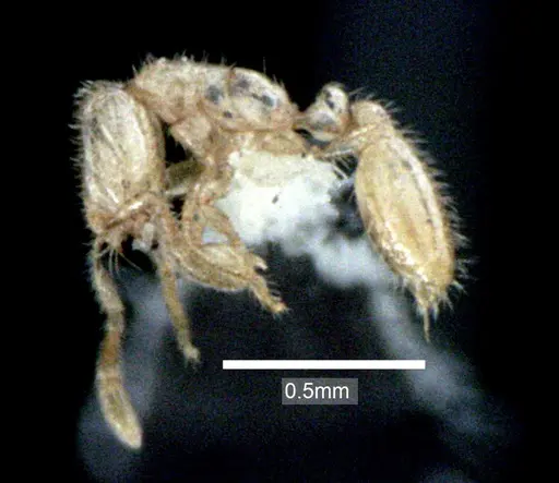 Solenopsis carolinensis specimen