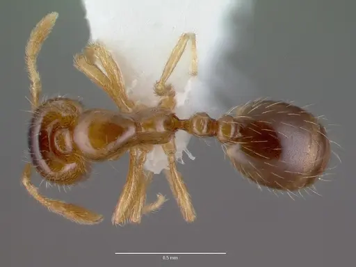 Solenopsis carolinensis - CASENT0010696