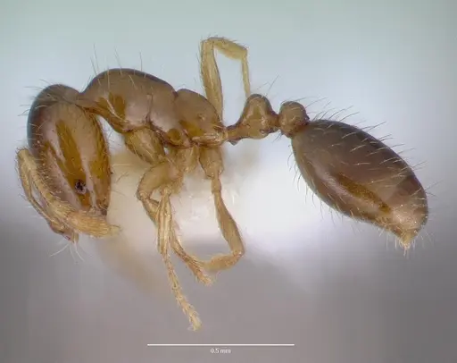 Solenopsis carolinensis - CASENT0010696