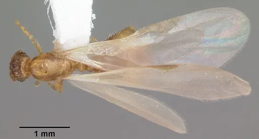 Solenopsis carolinensis - CASENT0104495