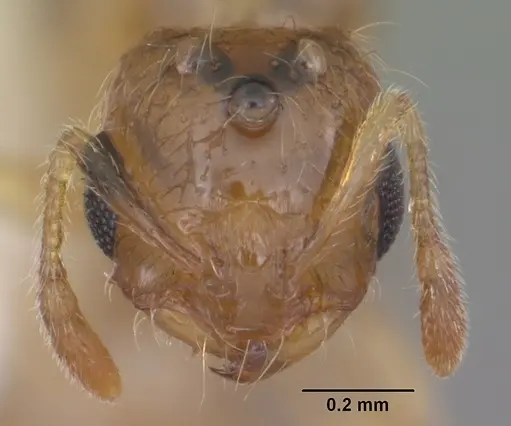 Solenopsis carolinensis - CASENT0104495