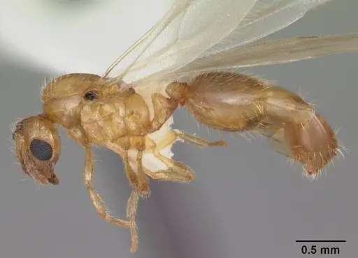 Solenopsis carolinensis - CASENT0104495