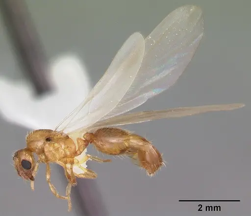 Solenopsis carolinensis - CASENT0104495