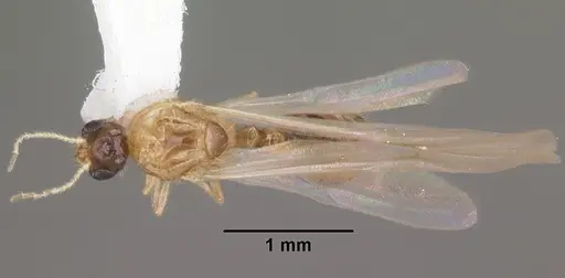 Solenopsis carolinensis - CASENT0104496