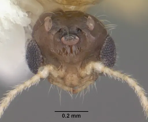 Solenopsis carolinensis - CASENT0104496